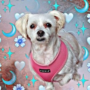 Meet your Posher, Serafina